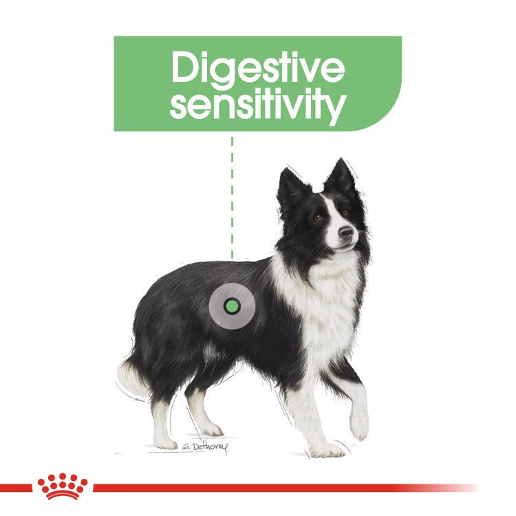 Canine Care Nutrition Medium Digestive Care 12 kg