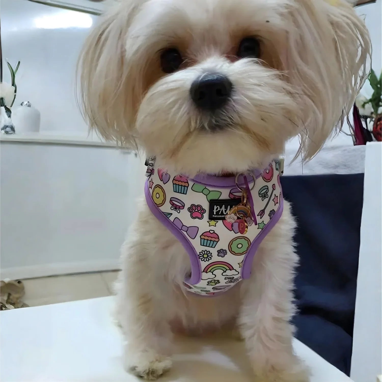 Little Charms Adjustable Harness Set-Walk&Wear