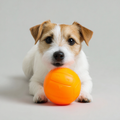 ball-Pets Toys